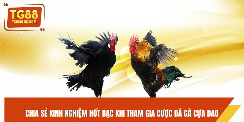 Chia sẻ kinh nghiệm hốt bạc khi tham gia cược đá gà cựa dao
