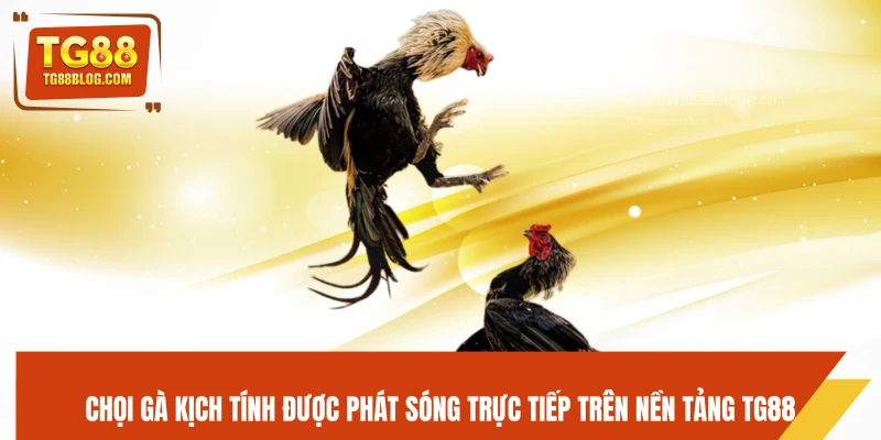 Chọi gà kịch tính được phát sóng trực tiếp trên nền tảng TG88