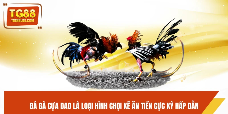 Đá gà cựa dao là loại hình chọi kê ăn tiền cực kỳ hấp dẫn