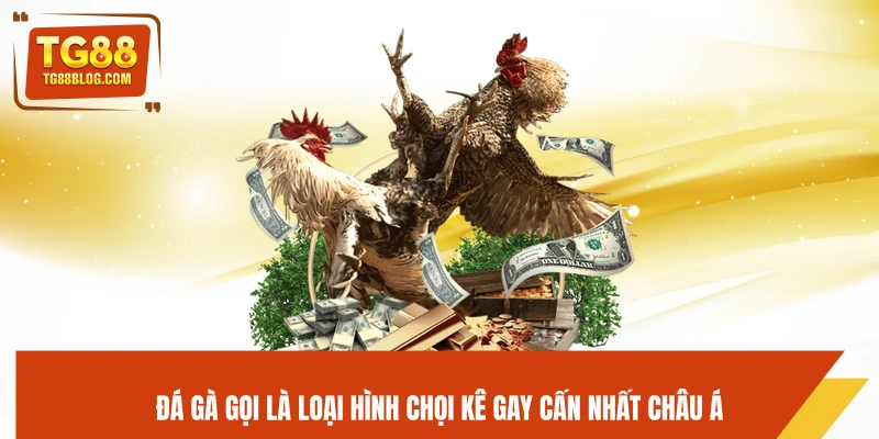 Đá gà đòn là loại hình chọi kê gay cấn nhất châu Á