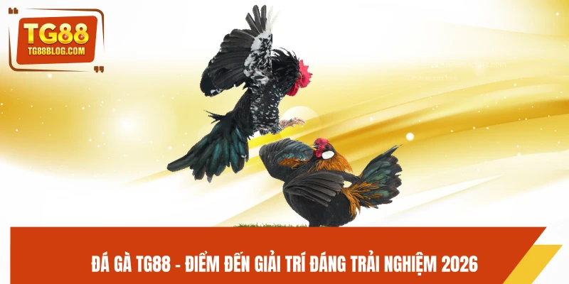 Đá gà TG88 - Điểm đến giải trí đáng trải nghiệm 2026