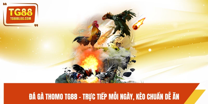 Đá Gà Thomo TG88 - Trực Tiếp Mỗi Ngày, Kèo Chuẩn Dễ Ăn
