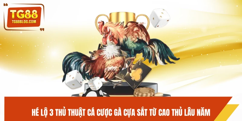 Hé lộ 3 thủ thuật cá cược gà cựa sắt từ cao thủ lâu năm