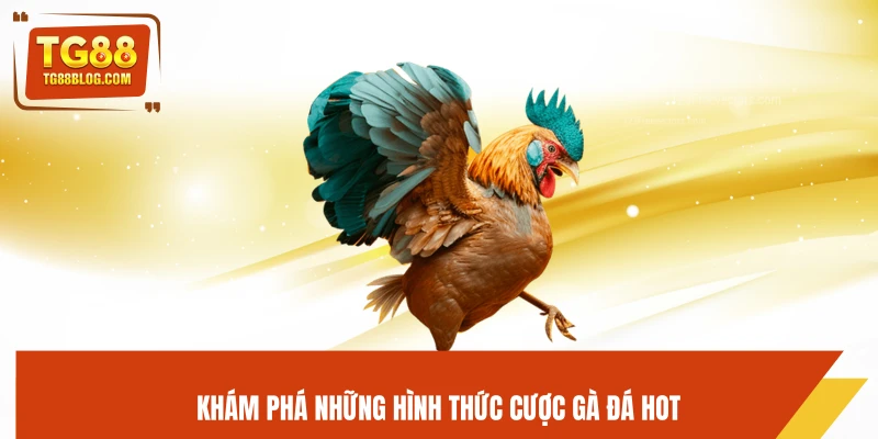 Khám phá những hình thức cược gà đá hot
