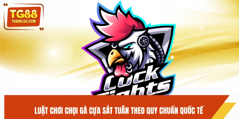 Luật chơi chọi gà cựa sắt tuân theo quy chuẩn quốc tế