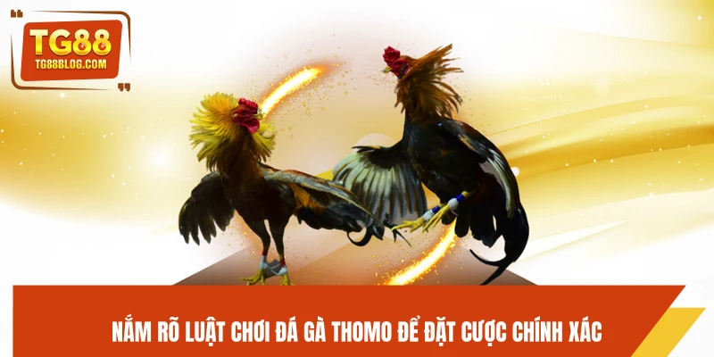 Nắm rõ luật chơi đá gà Thomo để đặt cược chính xác