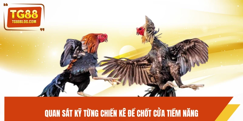 Quan sát kỹ từng chiến kê để chốt cửa tiềm năng